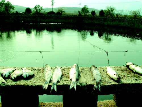 魚池維權(quán)案